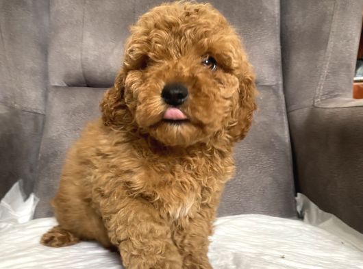 Poodle Tüy Yapisinda Maltipoo Oğlumuz görsel