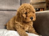 Poodle Tüy Yapisinda Maltipoo Oğlumuz