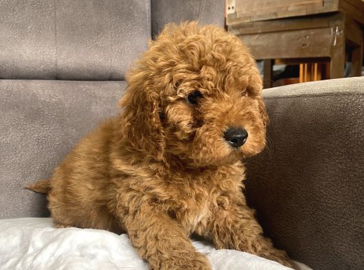 Poodle Tüy Yapisinda Maltipoo Oğlumuz görsel