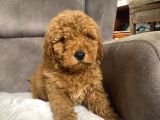 Poodle Tüy Yapisinda Maltipoo Oğlumuz