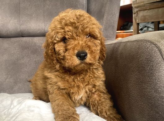 Poodle Tüy Yapisinda Maltipoo Oğlumuz görsel