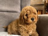 Poodle Tüy Yapisinda Maltipoo Oğlumuz