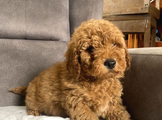 Poodle Tüy Yapisinda Maltipoo Oğlumuz görsel