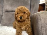 Poodle Tüy Yapisinda Maltipoo Oğlumuz