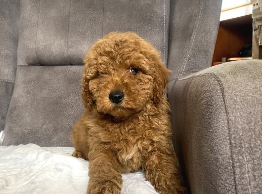 Poodle Tüy Yapisinda Maltipoo Oğlumuz görsel