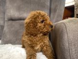 Poodle Tüy Yapisinda Maltipoo Oğlumuz
