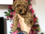 Teacup Toy Poodle Yavrularımız Ilk Aşıları Yapıldı