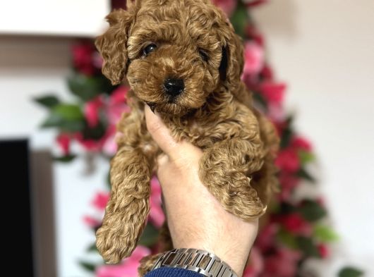 Teacup Toy Poodle Yavrularımız Ilk Aşıları Yapıldı görsel