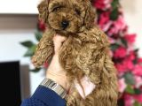 Teacup Toy Poodle Yavrularımız Ilk Aşıları Yapıldı