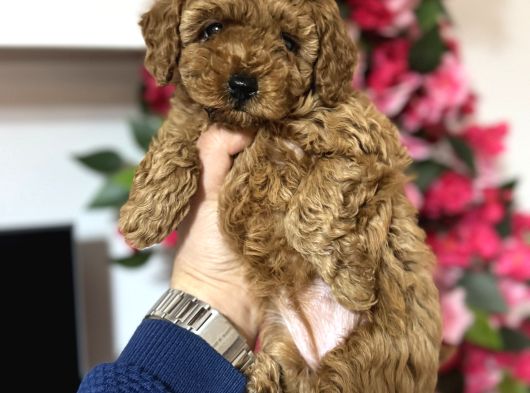Teacup Toy Poodle Yavrularımız Ilk Aşıları Yapıldı görsel