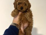 Teacup Toy Poodle Yavrularımız Ilk Aşıları Yapıldı