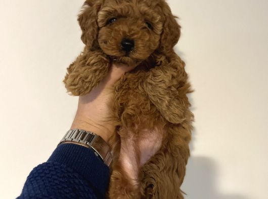 Teacup Toy Poodle Yavrularımız Ilk Aşıları Yapıldı görsel