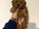 Teacup toy poodle yavrularımız ilk aşıları yapıldı