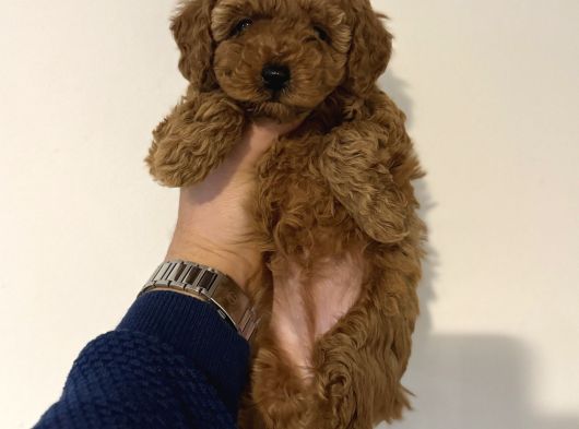 Teacup Toy Poodle Yavrularımız Ilk Aşıları Yapıldı