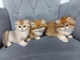 Irkının En Güzelleri British Longhair Golden Yavrularımız