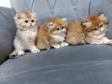 Irkının En Güzelleri British Longhair Golden Yavrularımız