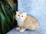 Irkının En Güzelleri British Longhair Golden Yavrularımız