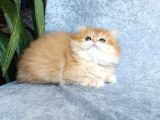 Irkının En Güzelleri British Longhair Golden Yavrularımız