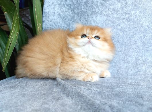 Irkının En Güzelleri British Longhair Golden Yavrularımız görsel