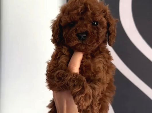 Toy Poodle Sevi̇mli̇ Yavrular Ev Üreti̇mi̇ görsel