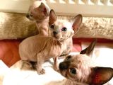 Kanada Sphynx