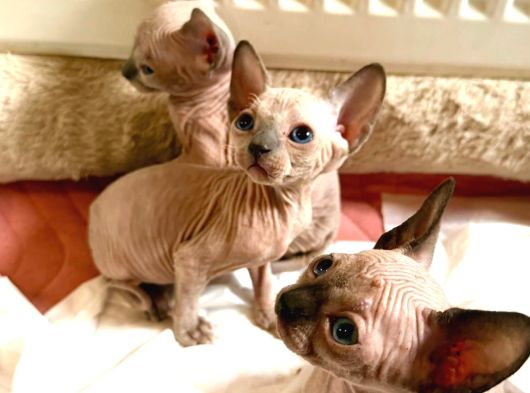 Kanada Sphynx görsel
