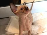 KANADA SPHYNX