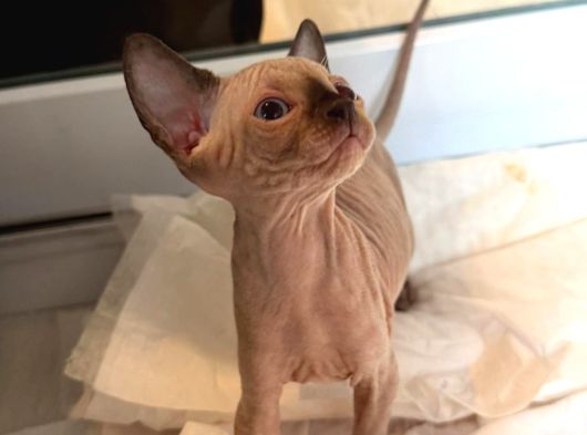 Kanada Sphynx