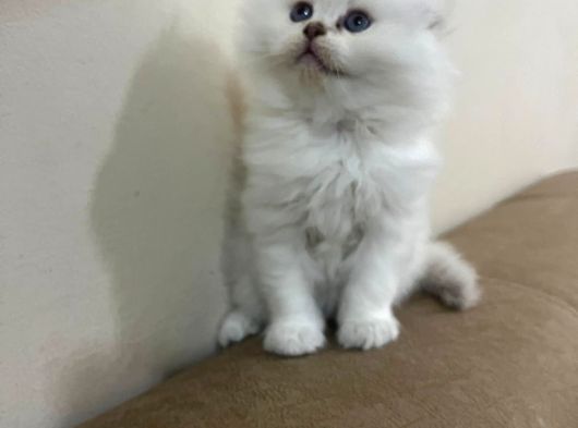 Golden Ve Silver Eğik Kulaklı Çok Tatlı Yavrular görsel