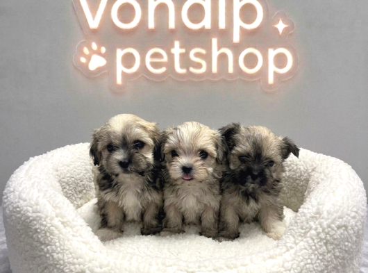 Vonalp Pet Garantisiyle Efsane Güzelli̇kte Morki̇e Yavrular