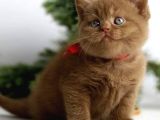 Premium Kalite Chocolate British Shorthair