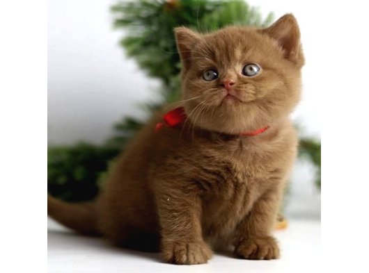 Premium Kalite Chocolate British Shorthair