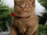 Premium Kalite Chocolate British Shorthair