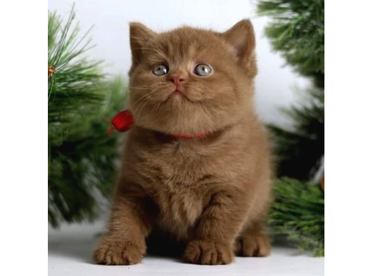 Premium Kalite Chocolate British Shorthair görsel