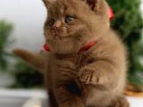 Premium Kalite Chocolate British Shorthair