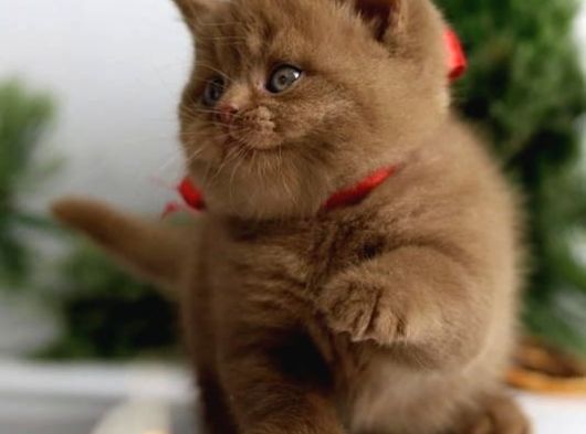 Premium Kalite Chocolate British Shorthair görsel
