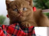 Premium Kalite Chocolate British Shorthair