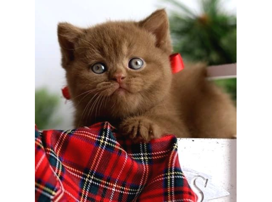 Premium Kalite Chocolate British Shorthair görsel