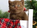 Premium Kalite Chocolate British Shorthair