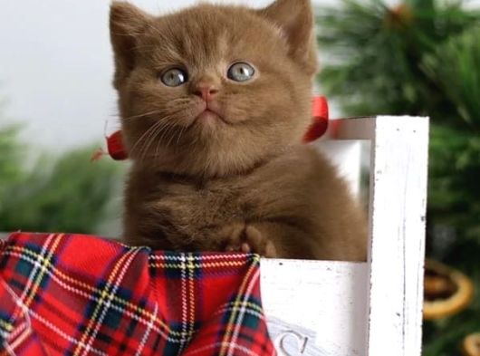 Premium Kalite Chocolate British Shorthair görsel