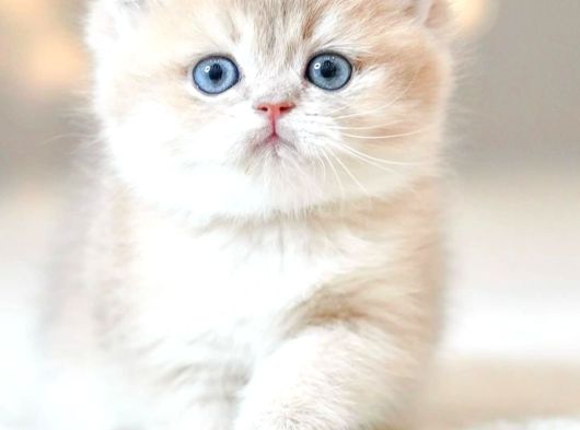 Nadir Görülen Renkteki Ay Golden British Shorthair