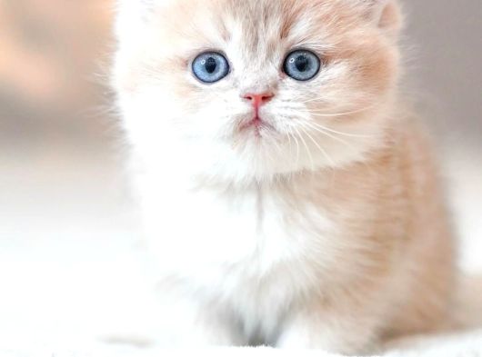 Nadir Görülen Renkteki Ay Golden British Shorthair görsel