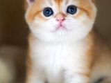 Altın Parlaklığında Golden British Shorthair