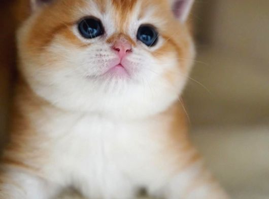 Altın Parlaklığında Golden British Shorthair görsel