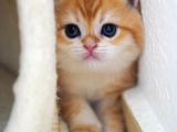 Altın Parlaklığında Golden British Shorthair