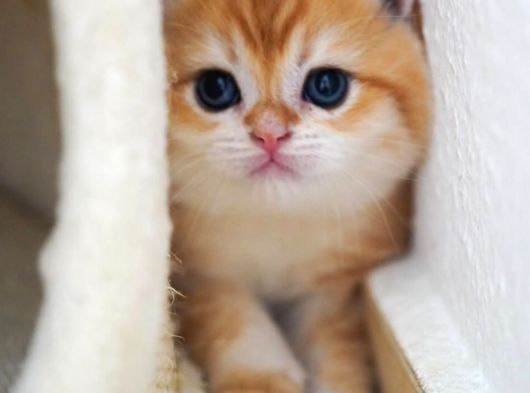 Altın Parlaklığında Golden British Shorthair görsel