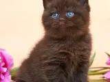 Ayıcık Suratlı Chocolate British Shorthair