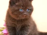 Ayıcık Suratlı Chocolate British Shorthair