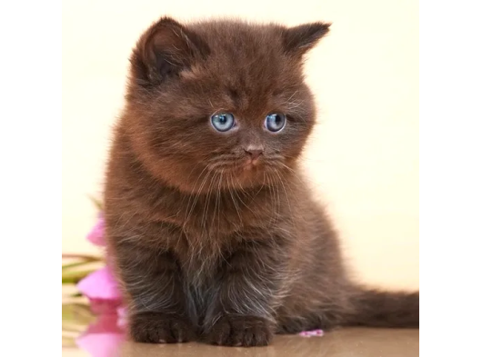 Ayıcık Suratlı Chocolate British Shorthair görsel