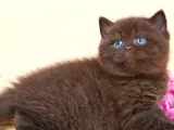 Ayıcık Suratlı Chocolate British Shorthair